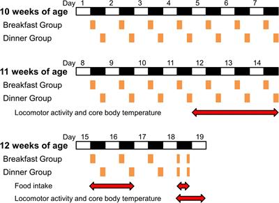 Sustained effect of habitual feeding time on daily rhythm of core body temperature in mice